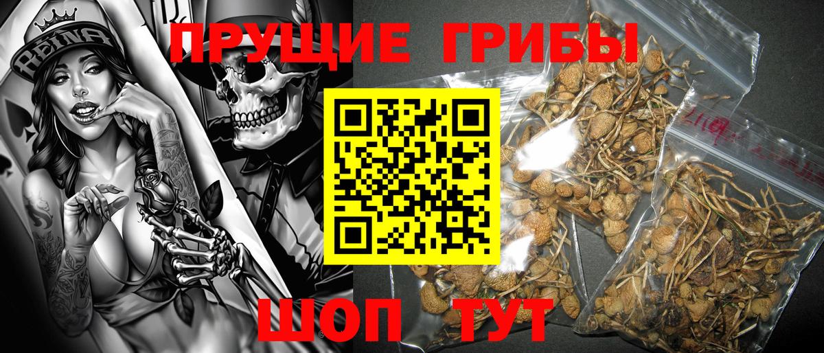 Галлюциногенные грибы Psilocybine cubensis  наркота  Псилоцибиновые грибы GOLDEN TEACHER  Елец 